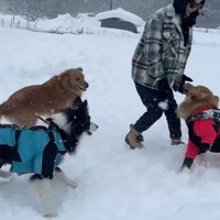 よもぎちゃん＆だいず君の雪への反応9