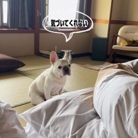 しょんぼりする小型犬