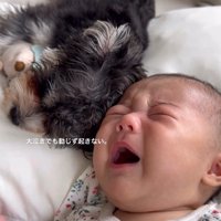 マロンちゃんと赤ちゃん2