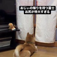 おじいちゃんのお出迎え
