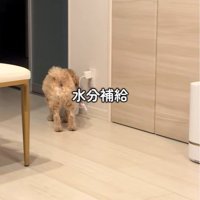 たわし君のナイトルーティン9