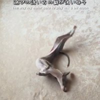 体の動きに合わせて震える細長い犬の前足