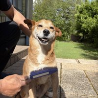 目を細めて座る犬