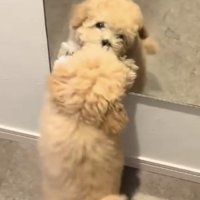 鏡に噛みつく犬