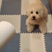 「それなに！？」