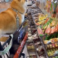 カートに乗っておやつを見つめる犬