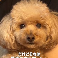 可愛すぎたももちゃん