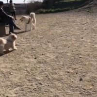 「パパ！…じゃなかった」