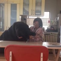 お母さんと真っ黒の超大型犬
