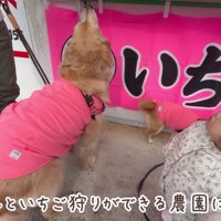 みんなでいちご狩りへ