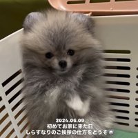 初めてお家にきたしらすちゃん