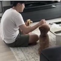 テーブルにバナナを置く人