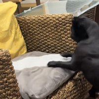 前脚を椅子に置いて立つ犬