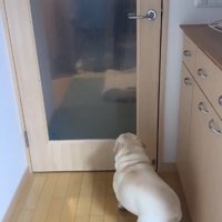 おばあちゃんを見つけたエルモくん6