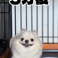 3分後のわんこ