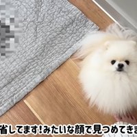 ハプニング発生時のポテチくんとレモンさん9