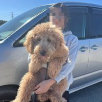 抱っこされる犬2