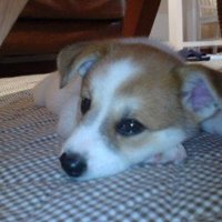 伏せている子犬