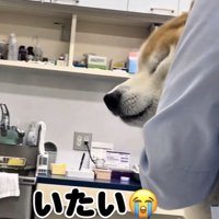目を閉じる犬