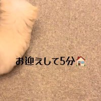 カーペットの上の犬と人の手