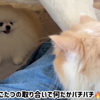 コタツ争奪戦開始！？