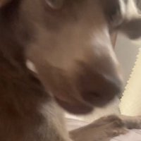 カメラを見る犬