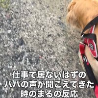 散歩中の道を歩く犬の後ろ姿