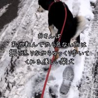 雪道を歩く犬