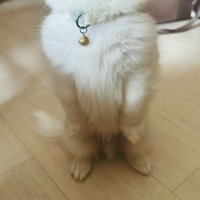 二足歩行