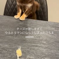 チーズを取りたいココちゃん8