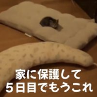 クッションでくつろぐ子猫