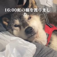 横になる老犬