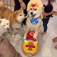 集まる柴犬たちと笑顔のポポちゃん