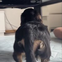 左後ろ足をあげて歩く犬