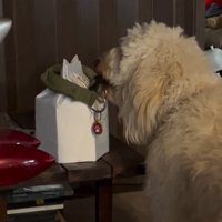 ルークくんをお散歩に誘った時の行動2