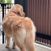 長男を見つけた大型犬