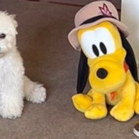 ビションフリーゼのぱおちゃんは…