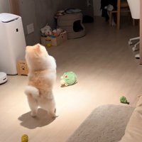 お願いを続けるポポちゃん