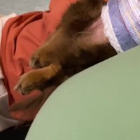 熟睡中のココアちゃん