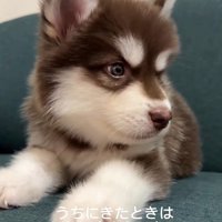 琥珀くんの成長記録