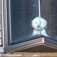 愛犬の姿が…！！