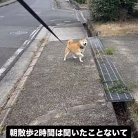 散歩中に立ち止まりリードに片手をかける柴犬