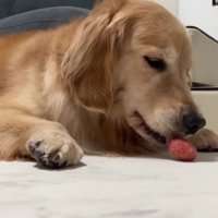 おもちゃをもらえた♪