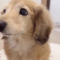 「次もください」