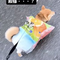 殿様が着ている、肩の尖った服に似ている