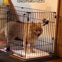 ポメラニアンとは思えぬ大きさ！