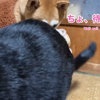 慌てて出てくるももちゃん