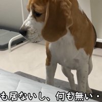 「あれ？何もいない…」