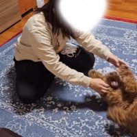 飼い主から少し離れたところで手足をパタパタと動かす犬