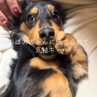 おばあちゃんに撫でてもらうレオくん3